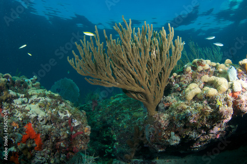 Sea Rod on a reef in Broward County, Florida