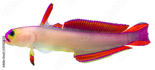 Purple Firefish photo