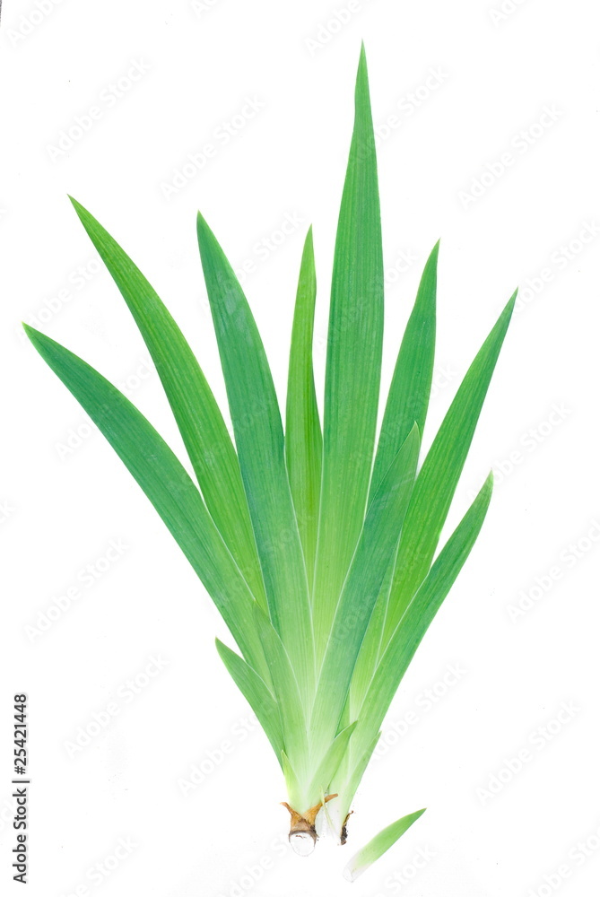 Obraz premium isolate lost lots