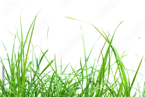 Green Grass Isolated on White