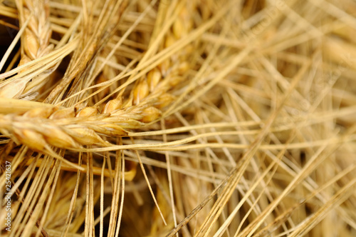 Ripe Ears of Barley