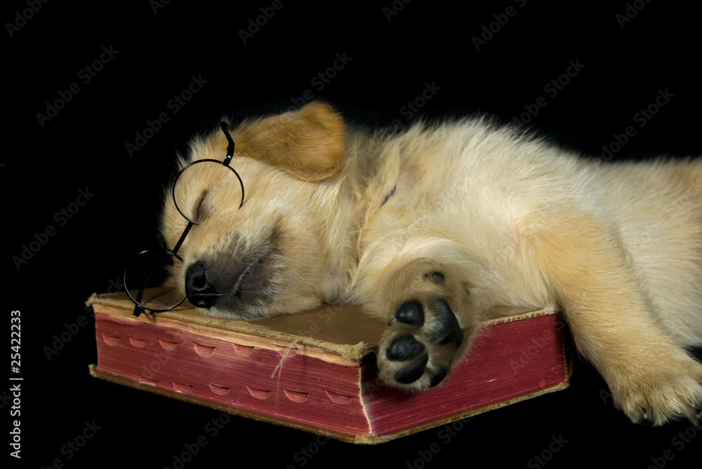 Fototapeta premium Golden Retriever Nap