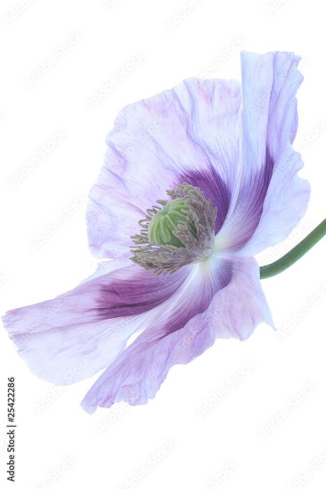 Fototapeta premium poppy