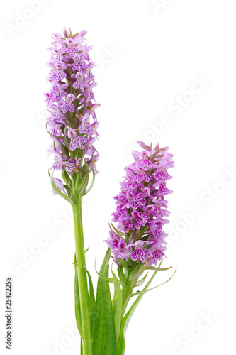 Orchis wildflowers