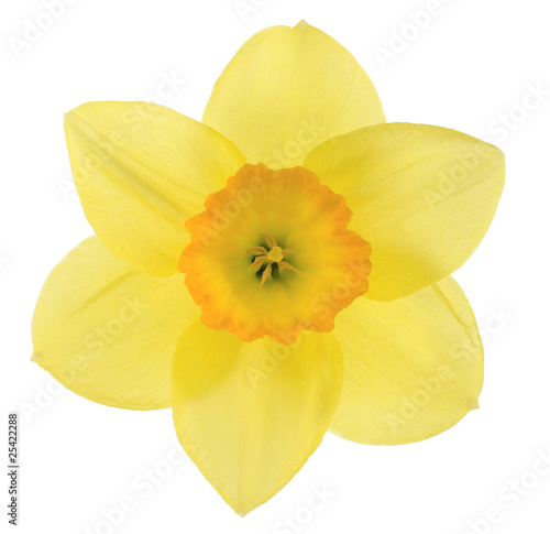 Canvastavla daffodil