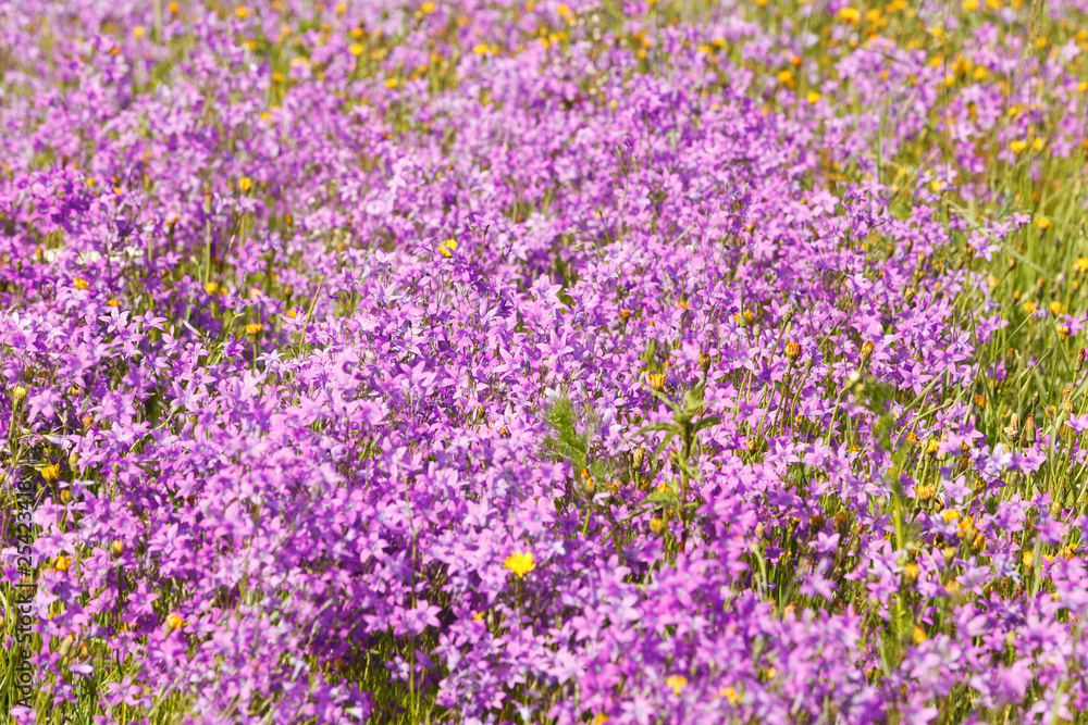 Field full of violet flowers