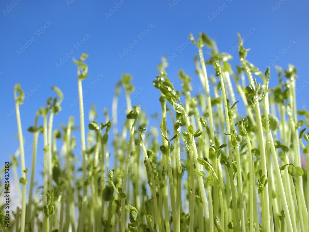 Obraz premium 成長する豆苗