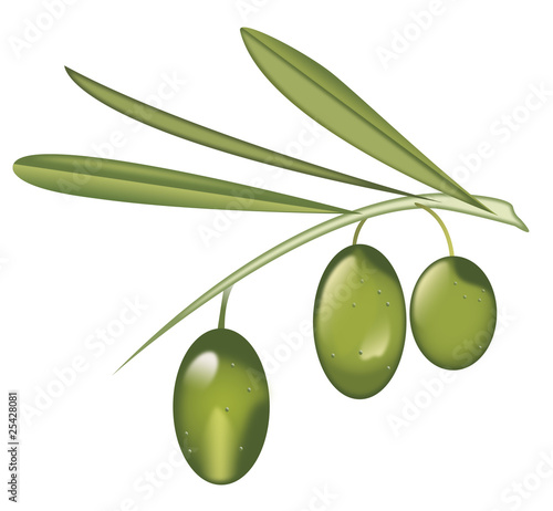 Three olives on branch with leaves