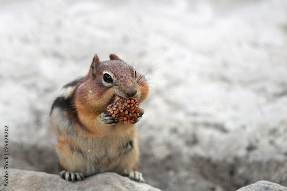 Fototapeta premium Golden-Mantled Ground Squirrel