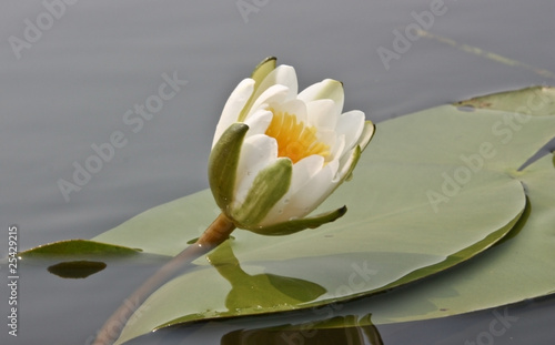 Water lily, water lily (Nymphaea)