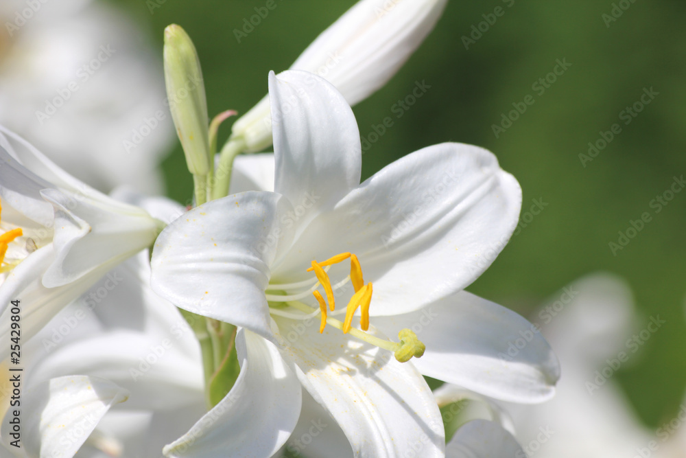 Fototapeta premium Weiße Blüte