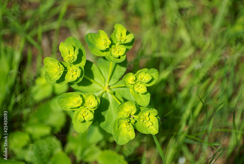 Sun Spurge photo