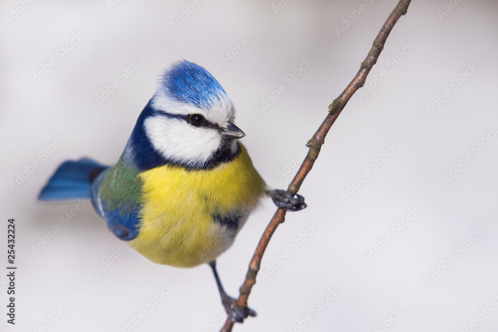 Fototapeta premium Blaumeise