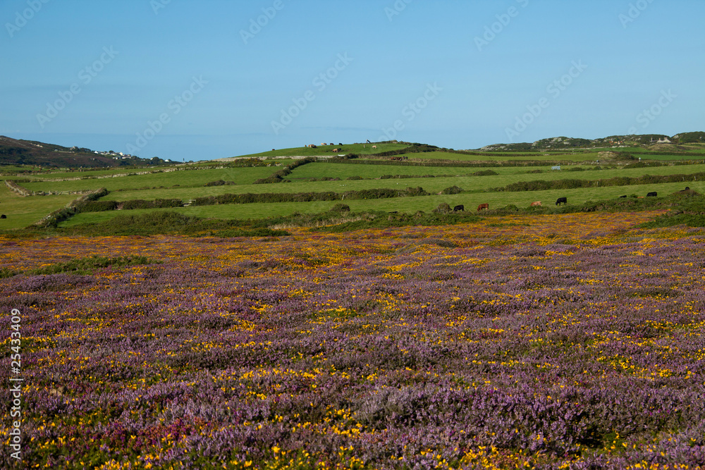 Fototapeta premium Views from Holyhead Range