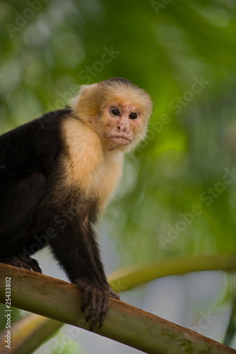 White faced Capuchin Monkey in Costa Rica.