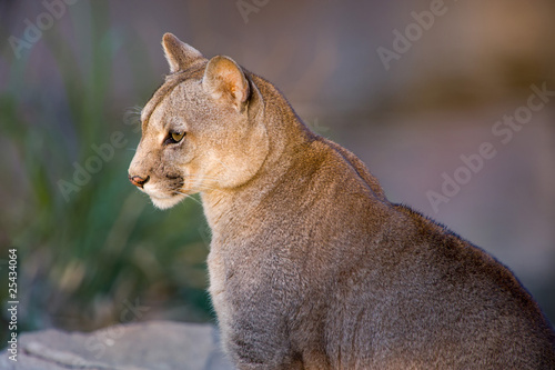 Cougar close-up - Puma concolor