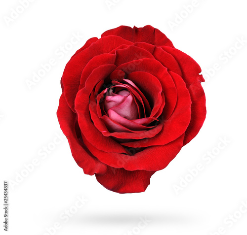 Fototapeta Naklejka Na Ścianę i Meble -  Red rose isolated