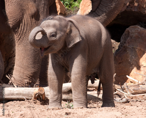 Baby Elephant