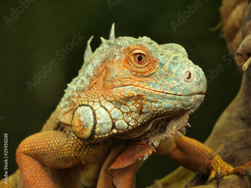 Dragon lizard with horns