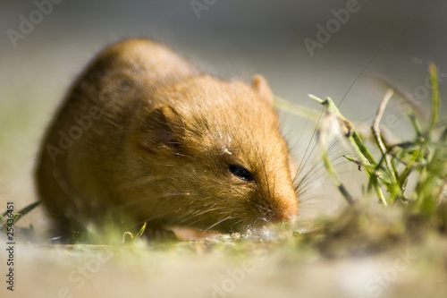 Spitzmaus photo