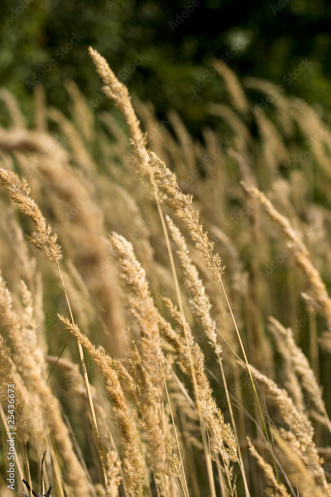Fototapeta premium Gräser