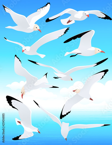 Sea gull set