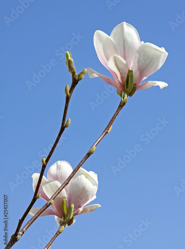 Magnolien photo