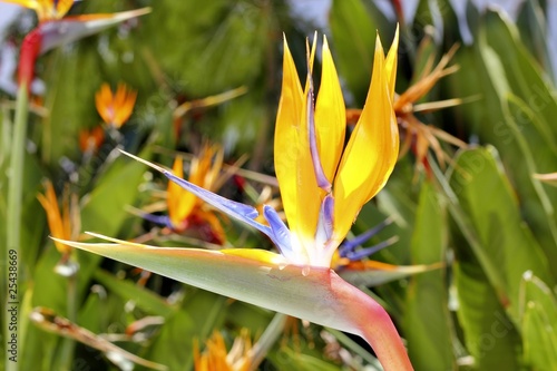 genus strelitzia reginae orange bird flower © lunamarina
