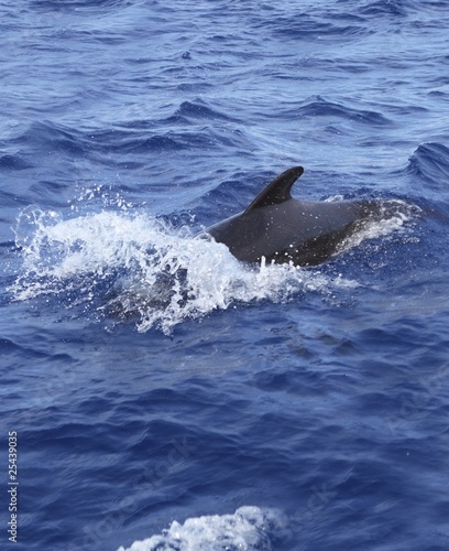 pilot whale free in open sea blue mediterranean © lunamarina