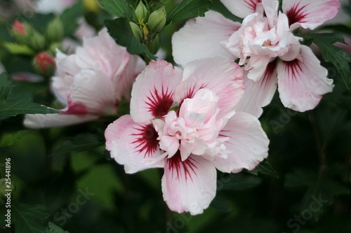 Straucheibisch (Hibiscus syriacus) - Duc de Brabant