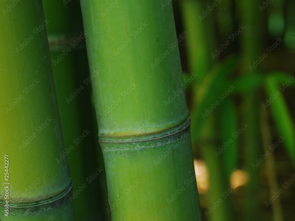 Obraz premium bamboo