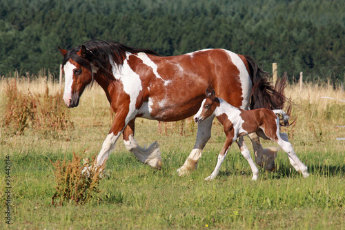 Photos 1st day in life of Gypsy horse foal Litara