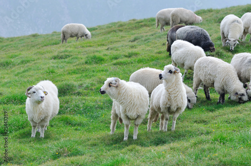 some sheeps pasturing green grass in natural environment