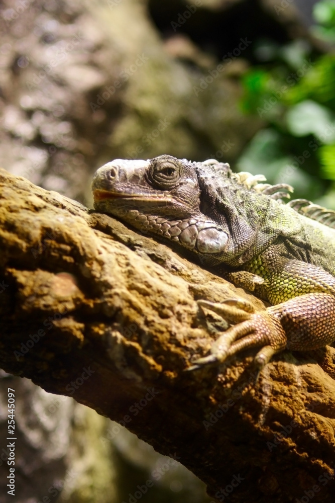 Iguana on the tree Iguana on the tree