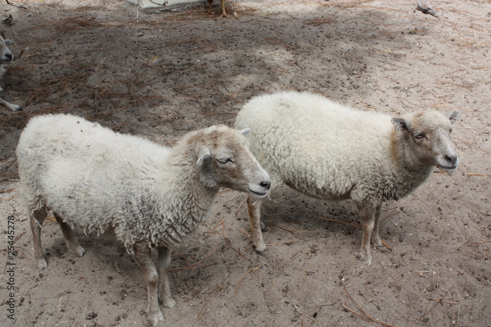 Fototapeta premium Deux moutons