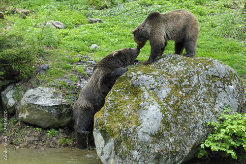 Braunbären  (Ursus arctos) im Nationalpark Bayerischer Wald