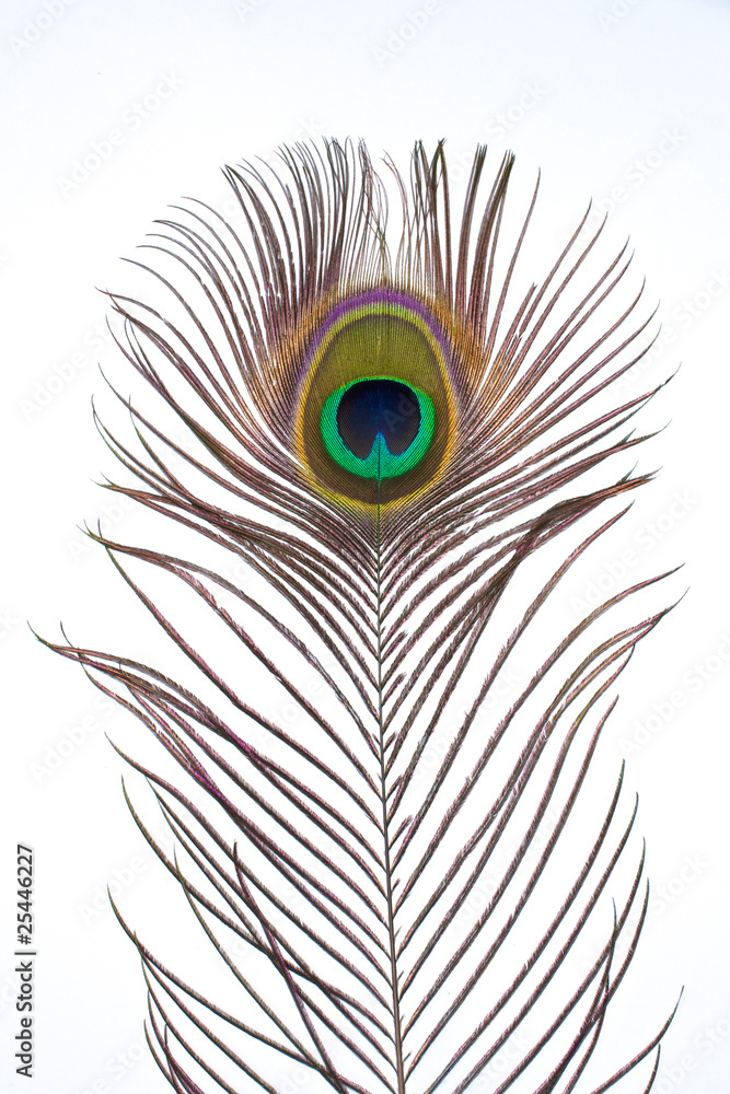 Fototapeta premium Peacock feather on white background