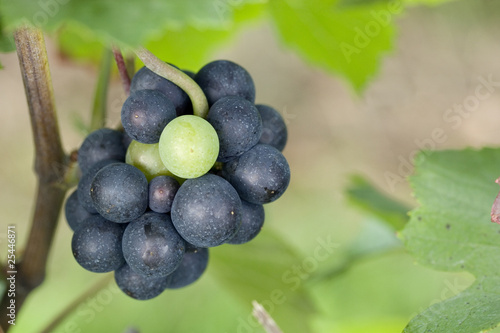 Raisin blanc dans une grappe de raisin noir photo