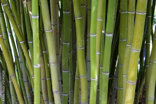 Bamboo tree stand