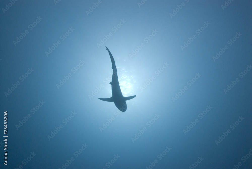 Obraz premium Shark silhouetted swimming above viewer in tropical blue water with sunburst