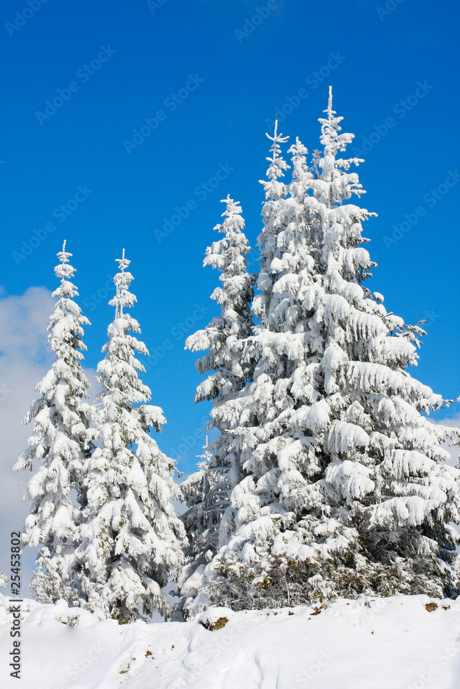 Winter tree Winter tree