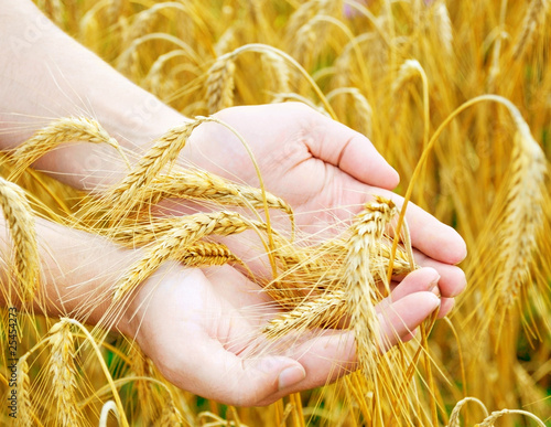 golden ears wheat in hands