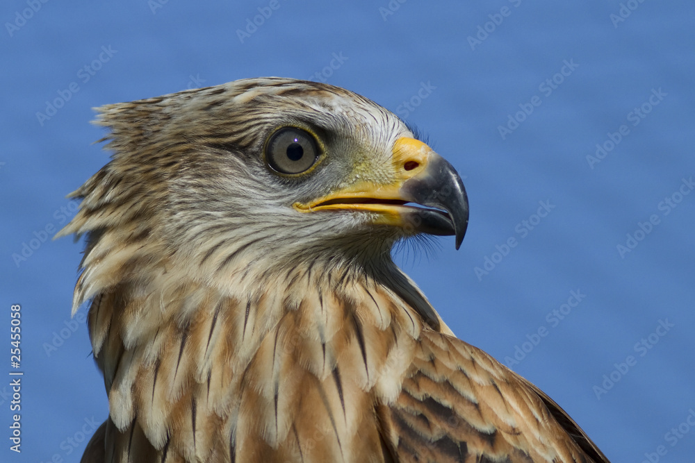 junger Rotmilan (Milvus milvus)