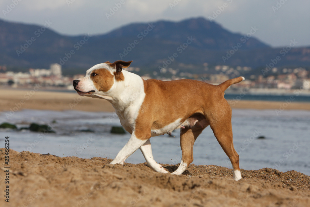 dog walking on the beach