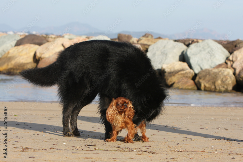groenendael et cavalier king charles jouant sur la plage