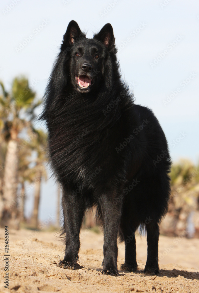 Naklejka premium groenendael de face attentif