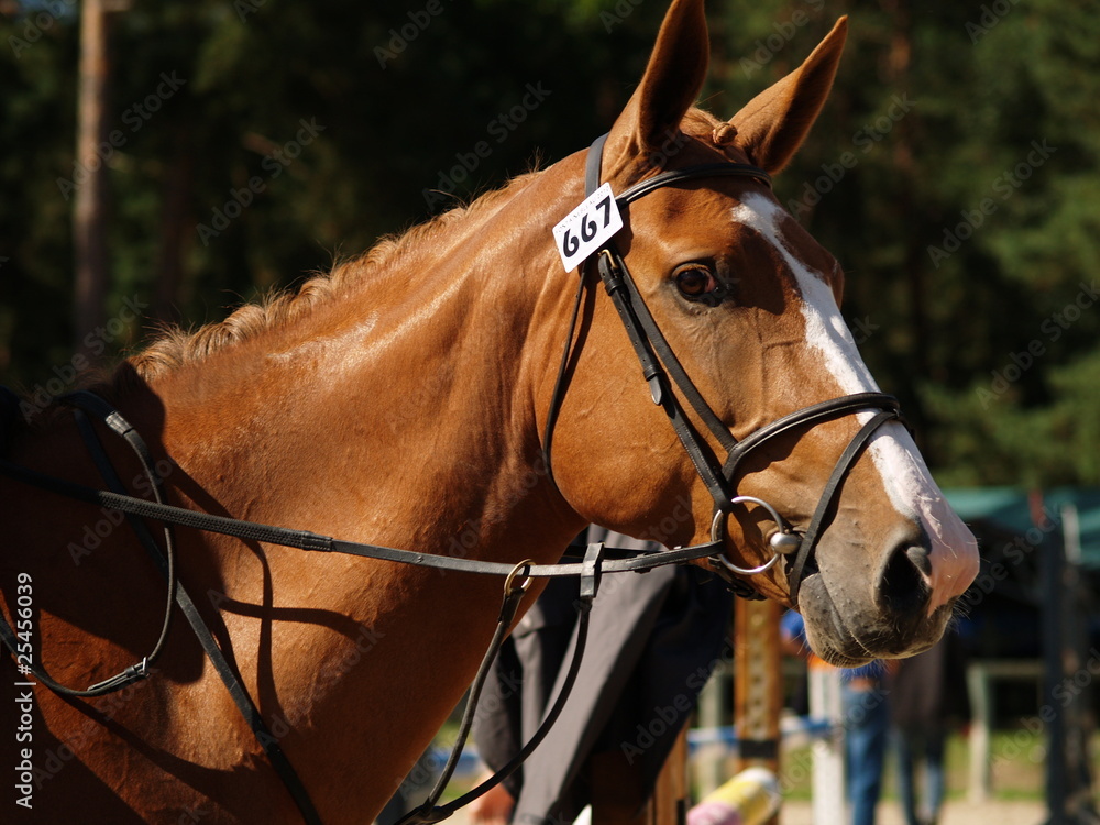 Obraz premium concours hippique