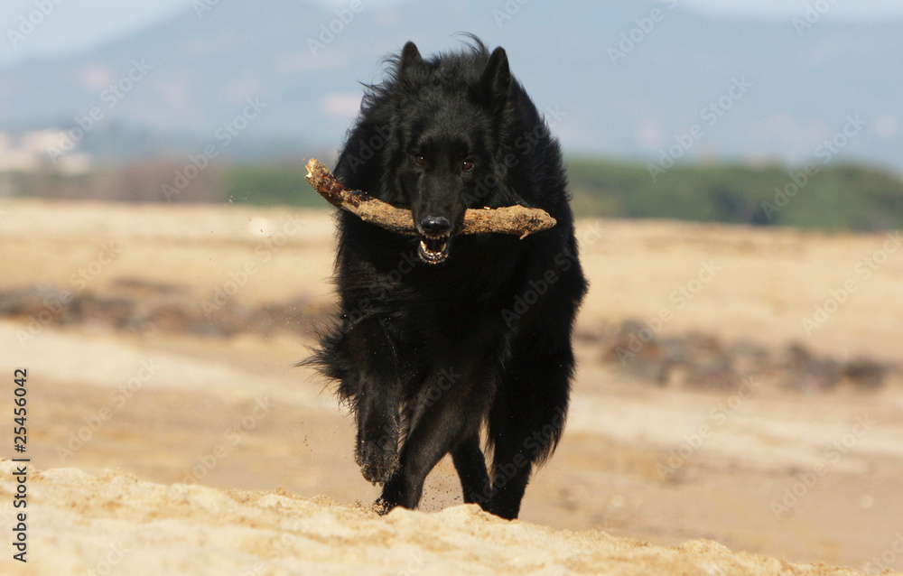 Fototapeta premium the belgian shepher dog plays on the beach