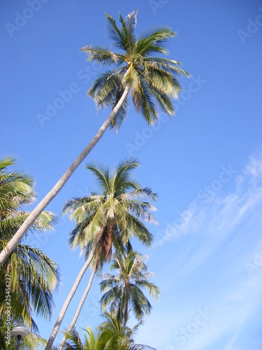 Palmen und blauer Himmel in Thailand (Koh Samui)