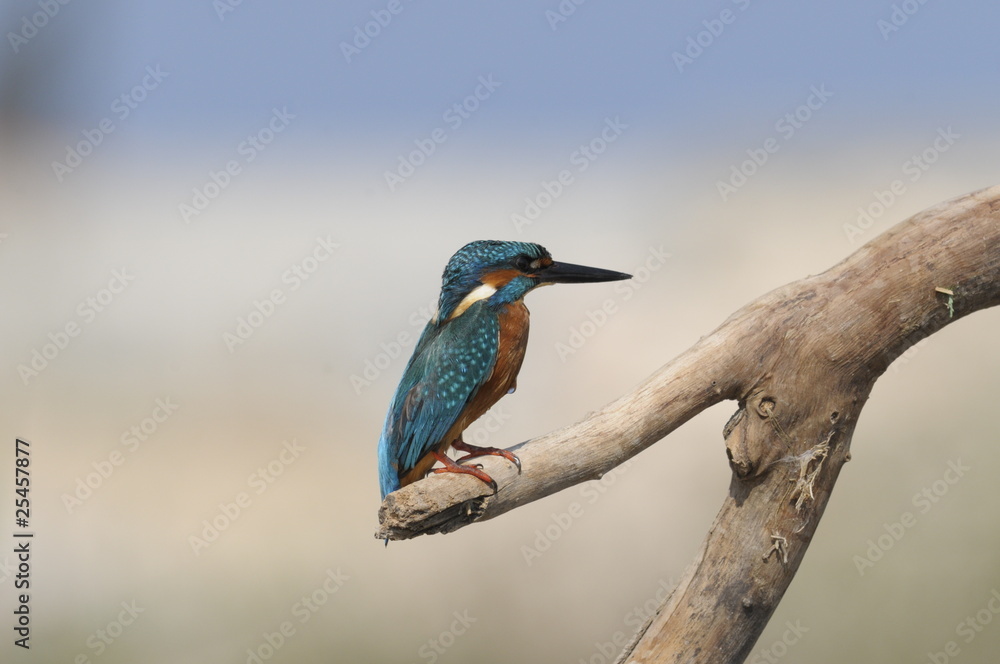 Obraz premium The Common Kingfisher (Alcedo atthis)